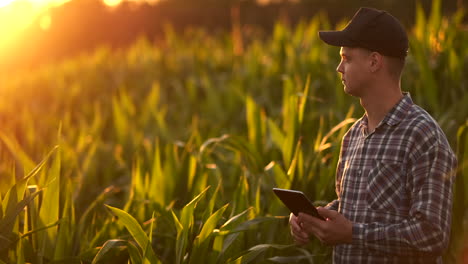 The-farmer-of-the-future-uses-a-tablet-computer-to-manage-corn-plantations-and-monitor-plant-quality-and-analyze-soil-for-watering-and-fertilizing-plants-standing-in-the-field-at-sunset.